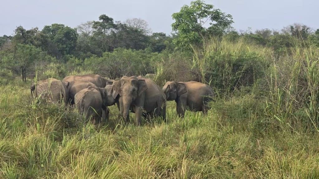 A herd of wild Asian elephants in tall grassland at Gal Oya Park
