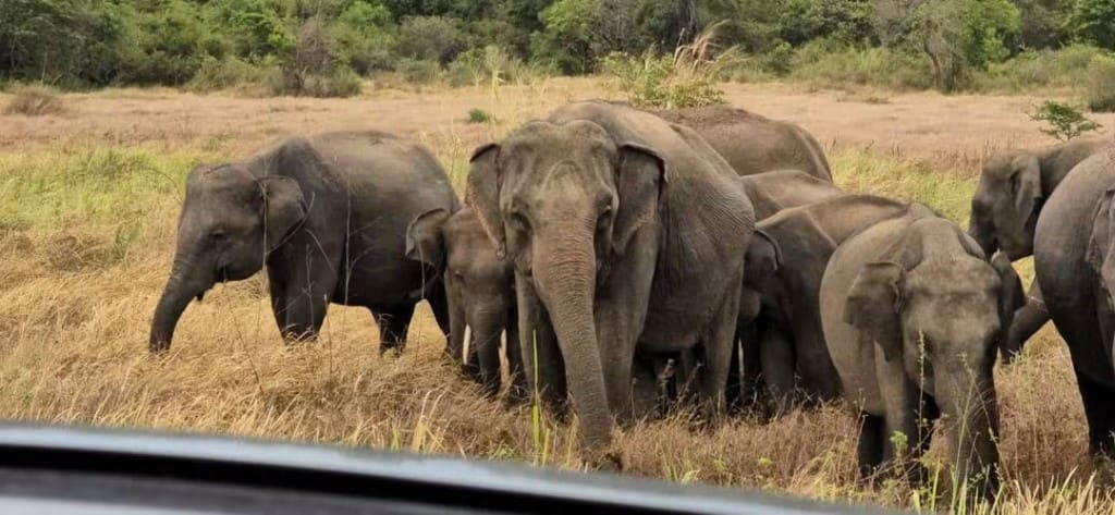 Wild elephant herd in Gal Oya Park seen from a safari jeep