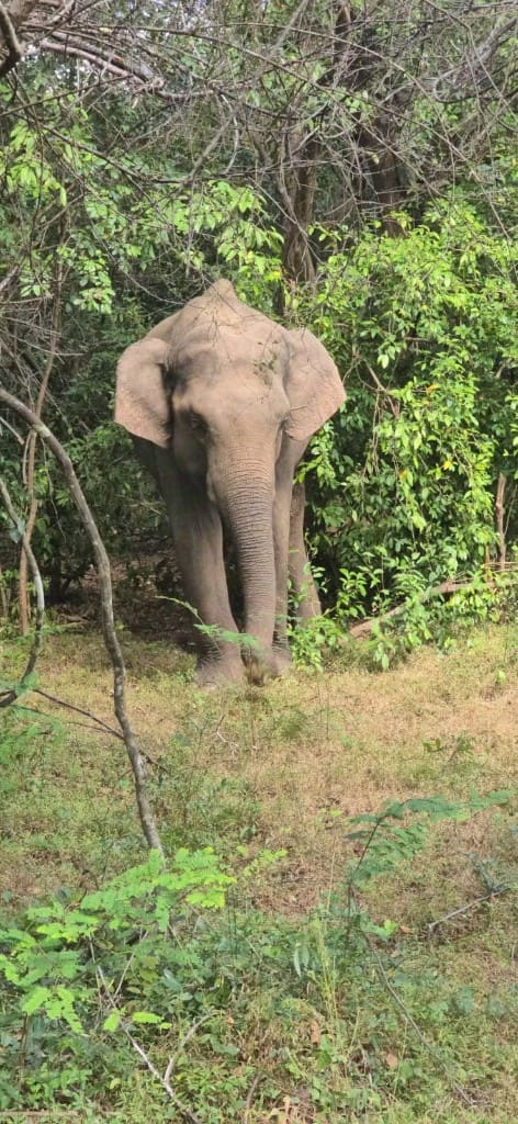 An Asian elephant standing among trees and dry grass in Hurulu Eco Park