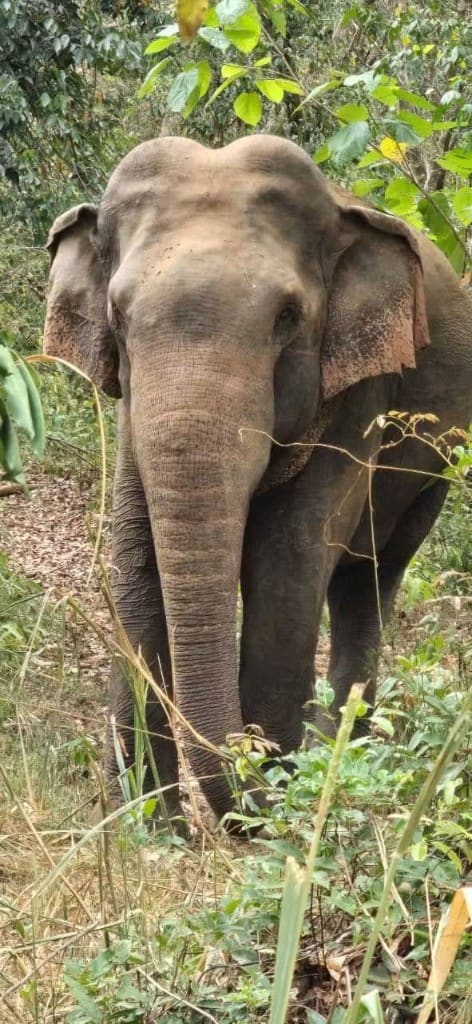 Close view of an Asian elephant among forest foliage in Hurulu Eco Park