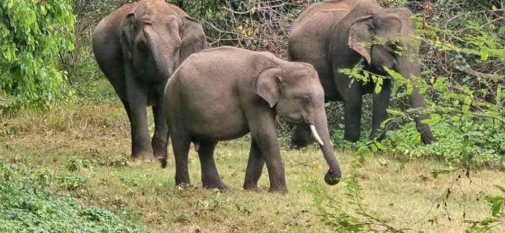 Three wild elephants in scrub forest at Hurulu Eco Park
