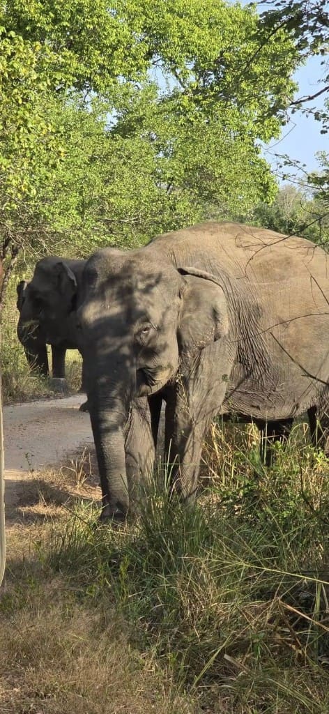 Two wild elephants feeding beside a forest track in Hurulu Eco Park