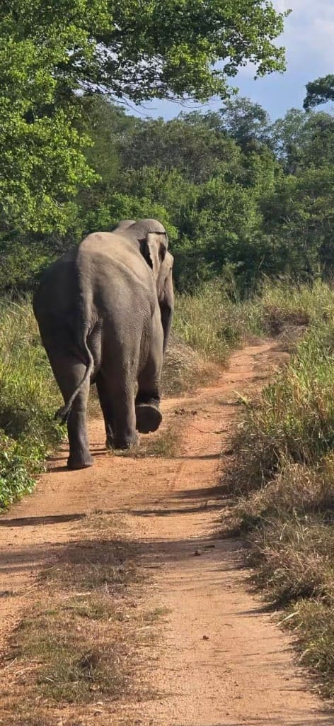 An elephant walking away along a dirt track through Hurulu Eco Park