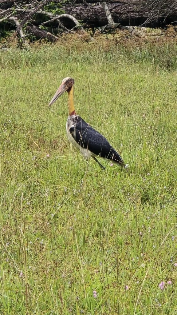 A lesser adjutant stork walking through grassland in Kaudulla National Park