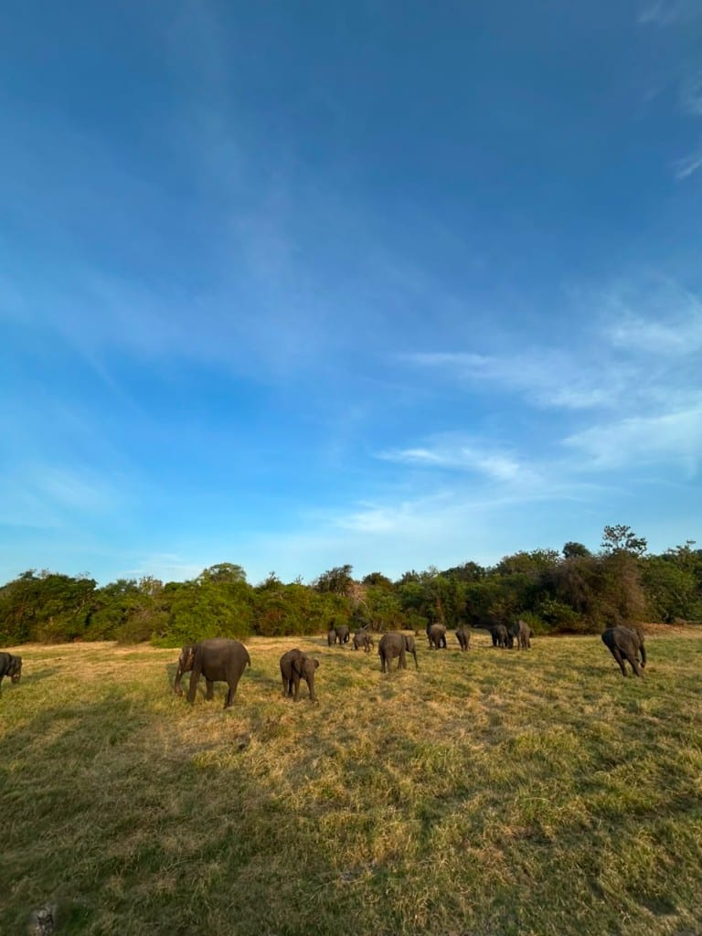 Elephants grazing on open grassland in late light at Kaudulla