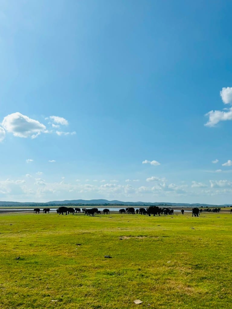 A herd of elephants on green grassland with hills beyond Kaudulla Tank