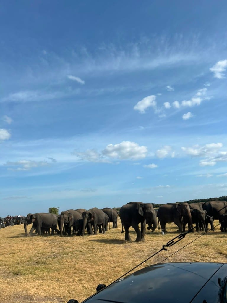 Elephants walking across Kaudulla grassland seen from a safari jeep