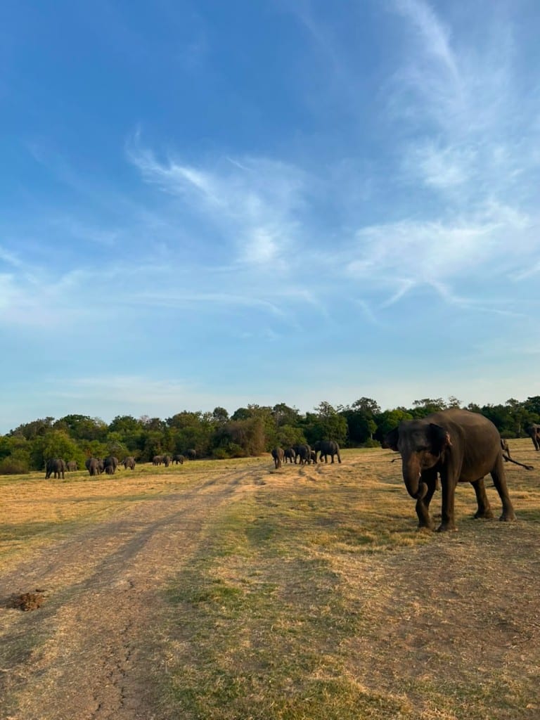 Elephants scattered across a dry grassy plain in Kaudulla National Park