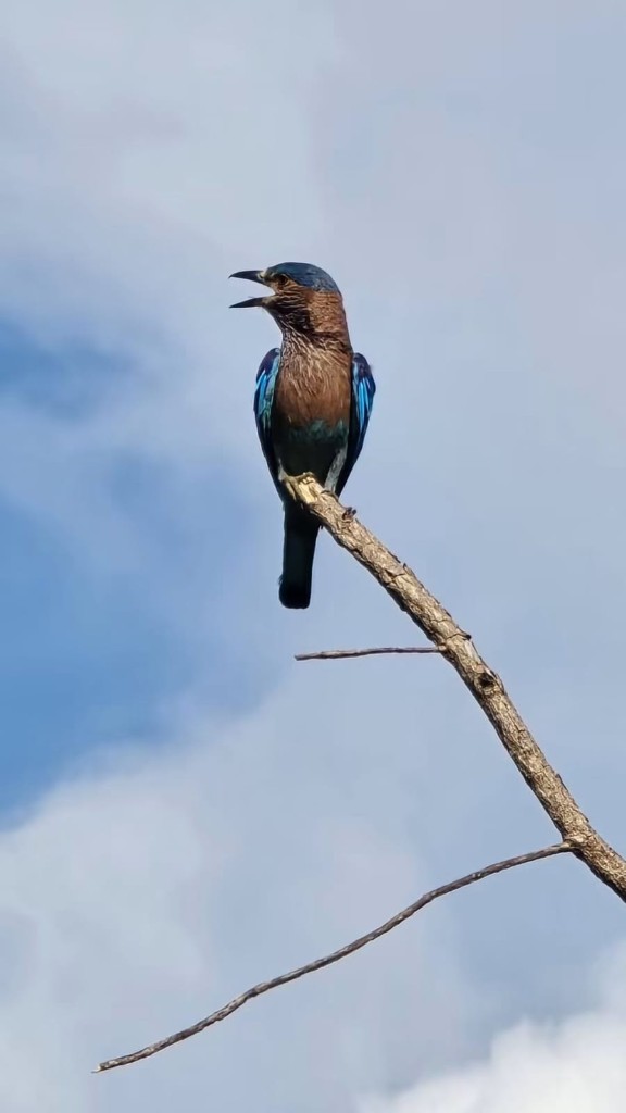 An Indian roller calling from a bare branch in Kaudulla National Park