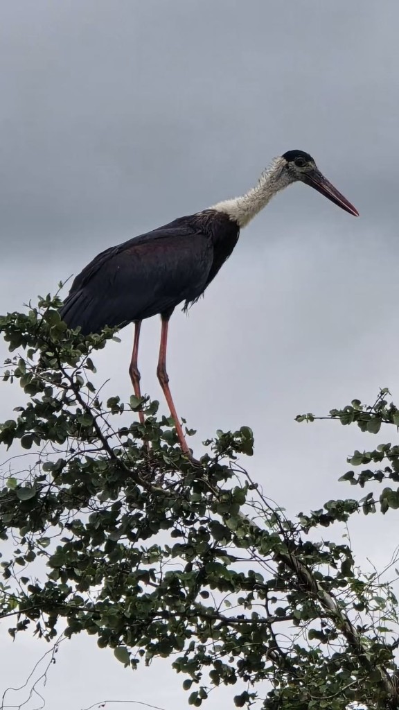 A woolly-necked stork standing in a treetop in Kaudulla National Park