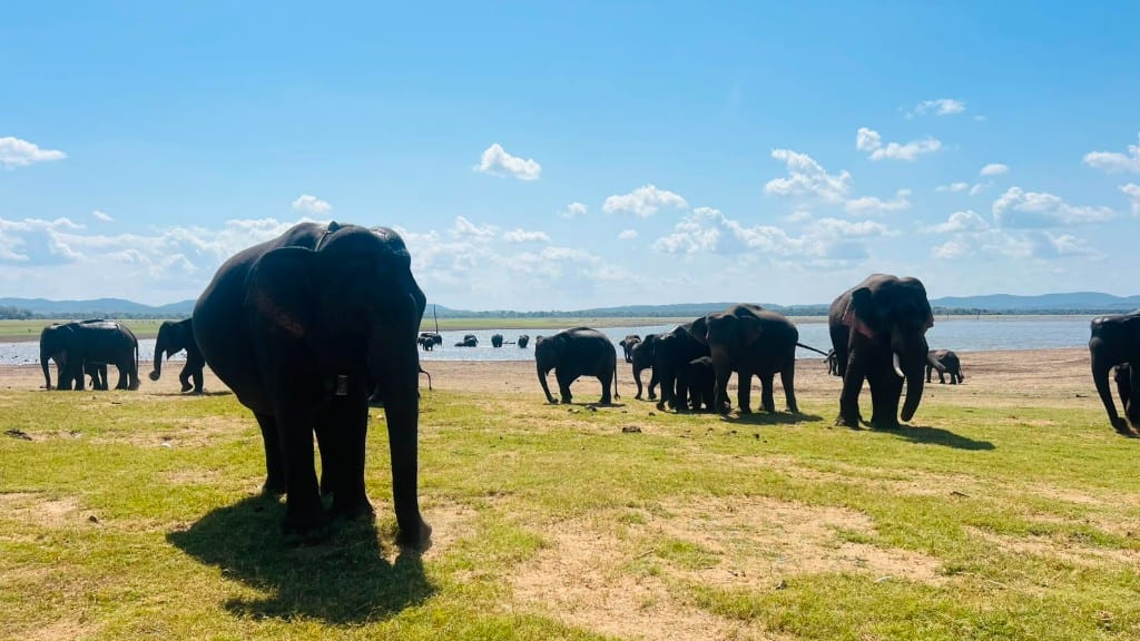 Elephants on grassland beside the reservoir in Kaudulla National Park