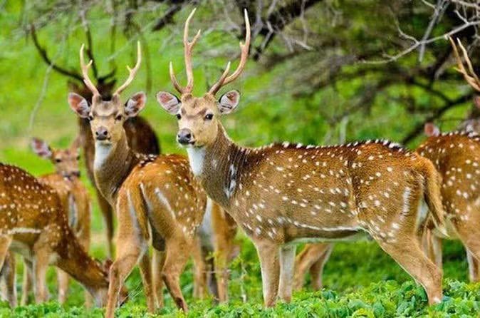 A herd of spotted deer in green grassland at Minneriya National Park