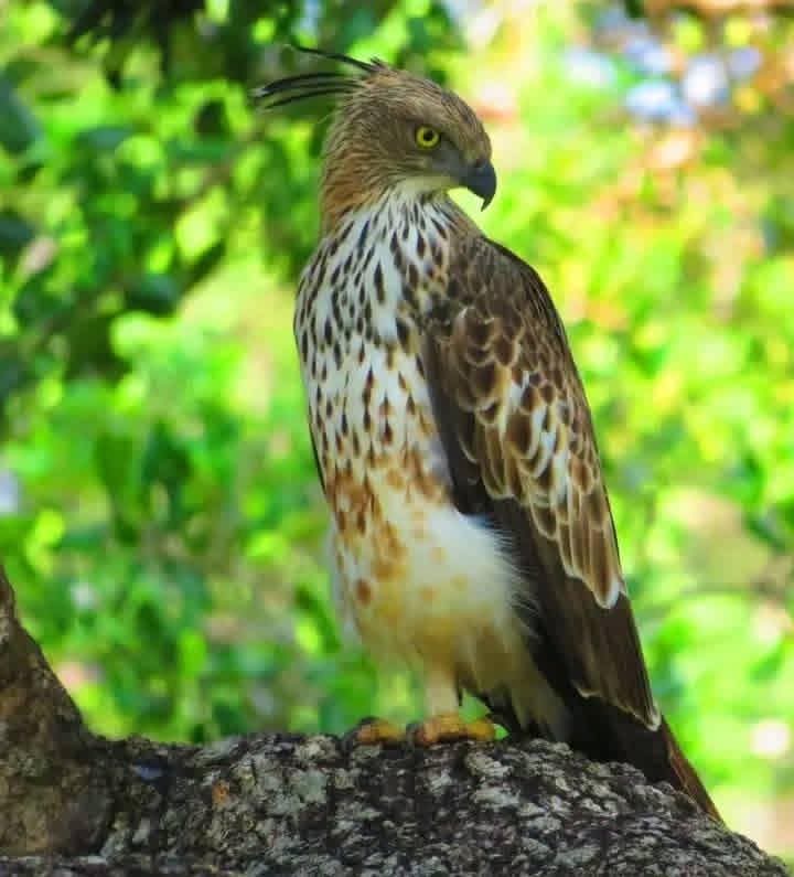 A crested hawk-eagle standing on a tree in Minneriya National Park