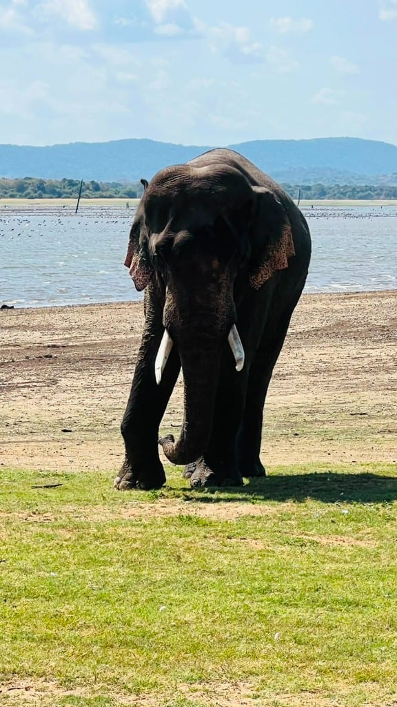 An Asian elephant standing on green grass with Minneriya Tank behind