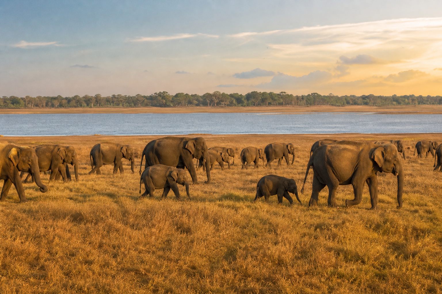 Jeep safari observing wild Asian elephants near Habarana