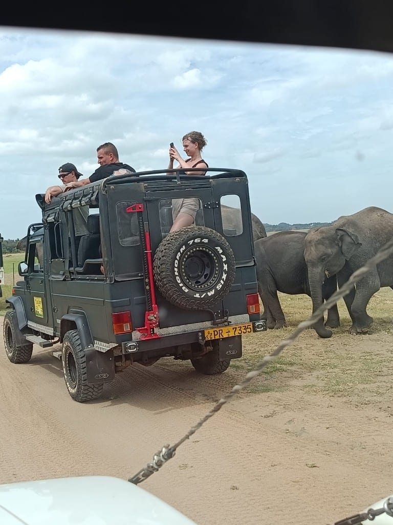 Safari jeep with guests watching wild elephants in Minneriya National Park